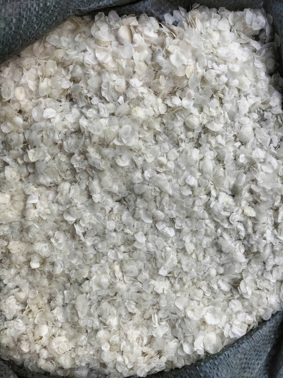 Vảy cá trong bao